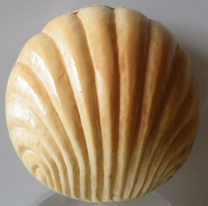 Scallop shell (Back)