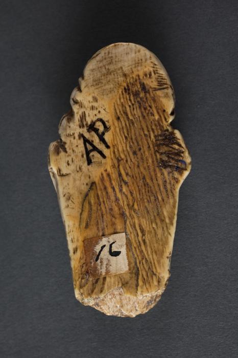 Corpus (fragment) (Back)